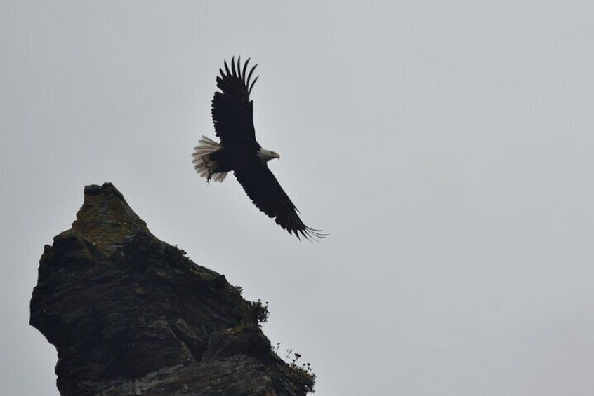 Bald Eagle