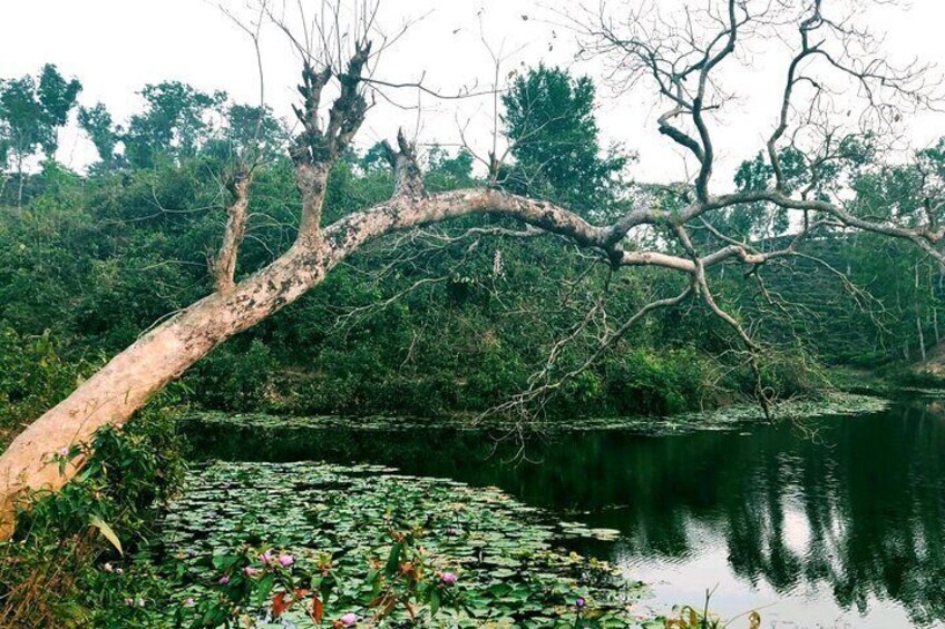 Lake of Lotus