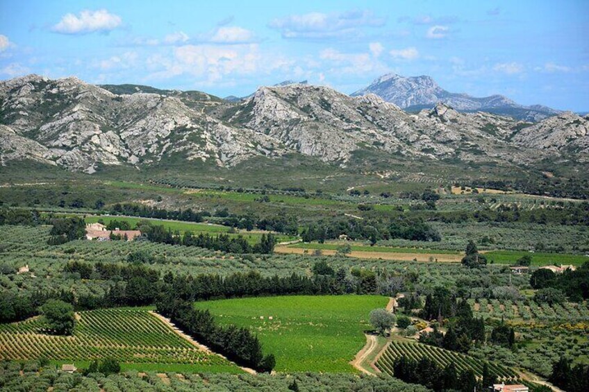 Wine and Olive Oil Tour in Les Baux de Provence and Saint Rémy 