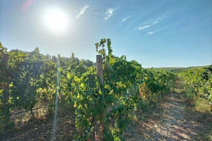 grapes are growing