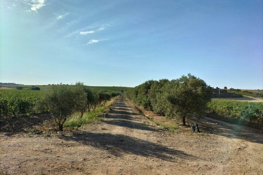 wine and olives trees