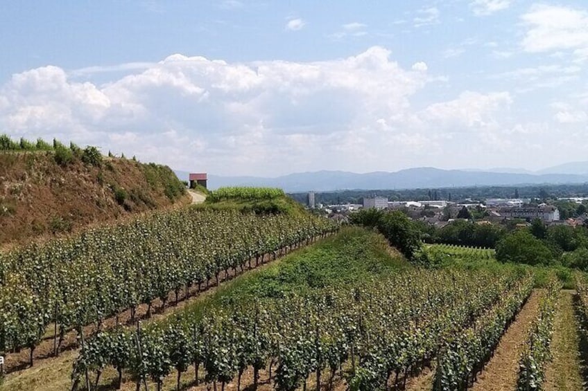 Pinot Noir wine tour to Baden-Württemberg. Visit ancient vineyards and small boutique wineries on a day tour amongst the vines with WineWeinVinoVin.