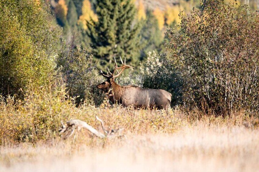 Look for wildlife below as Jackson Hole's Aerial Tram takes you to a summit offering staggering 360-degree views