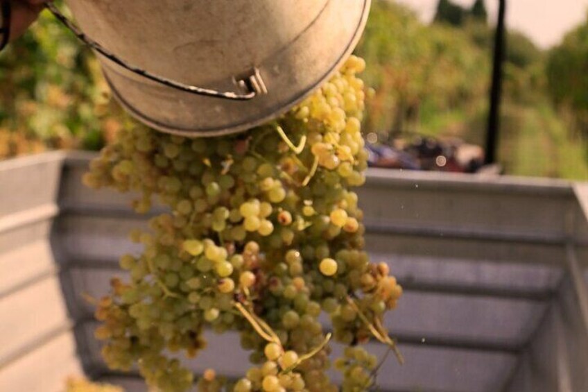 Tour and Tasting of Sparkling Wines in Valeggio