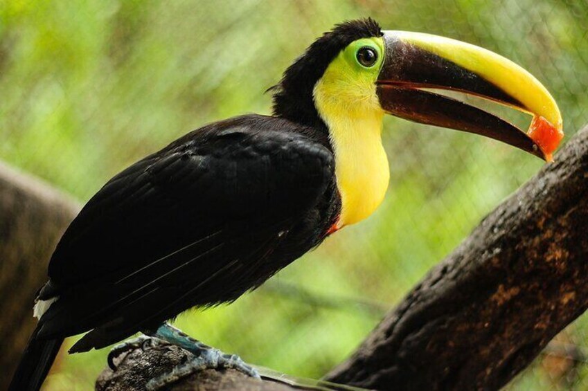 Toucan at La Paz Waterfall Gardens 