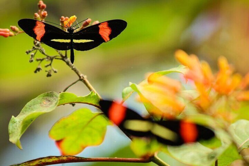 Butterflies at La Paz Waterfall Gardens