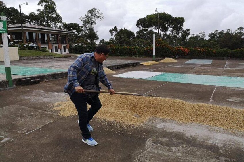 Coffee beans drying at Doka Estate