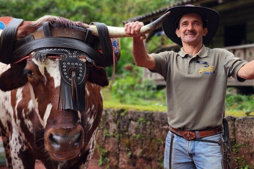 Boyero en los Jardines de las Cataratas de la Paz