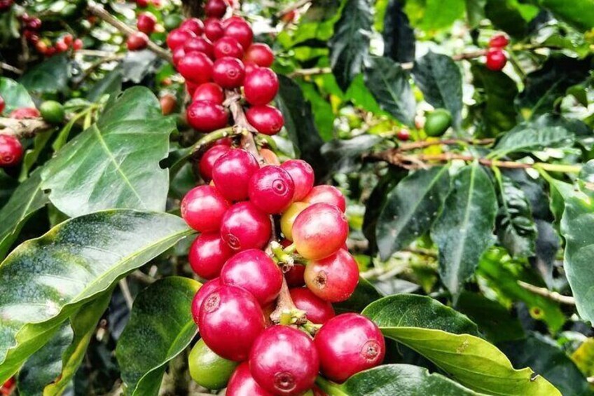 Coffee Plantation at Hacienda Doka