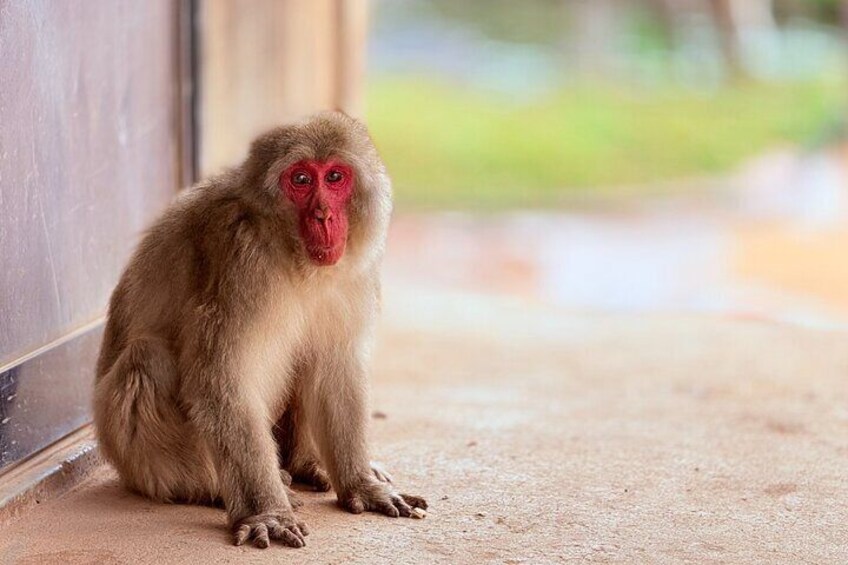 Kyoto Arashiyama Walking Tour: Bamboo, Monkeys, Zen & Secrets
