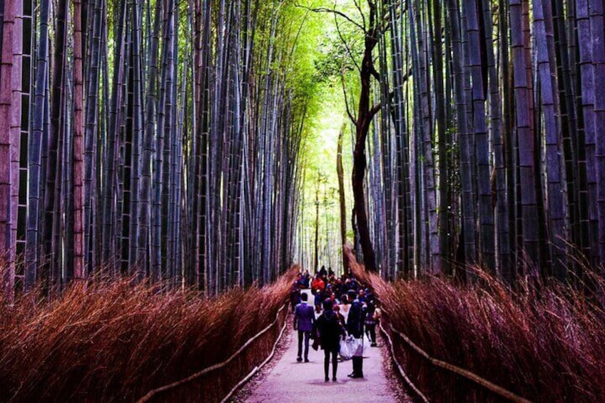 Arashiyama Walking Tour - Bamboo Forest, Monkey Park & Secrets