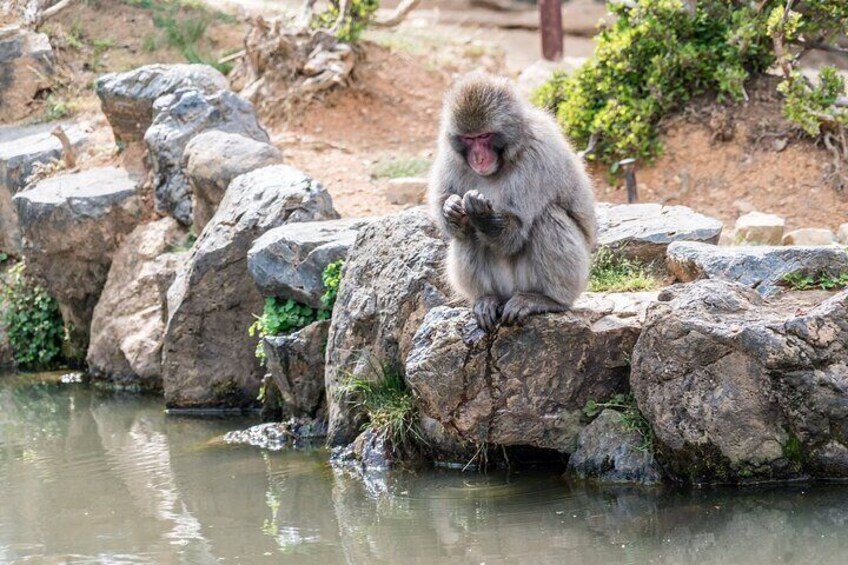 Monkey Park