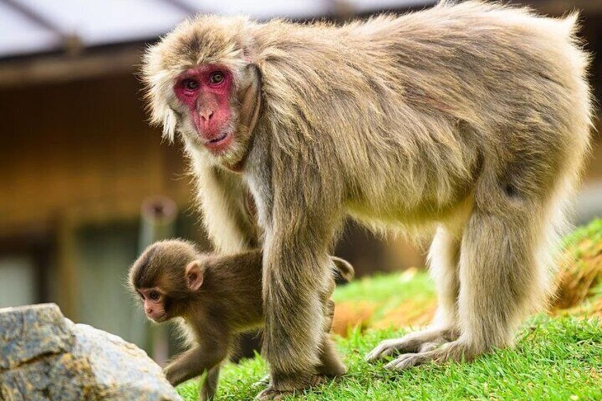 Monkey Park
