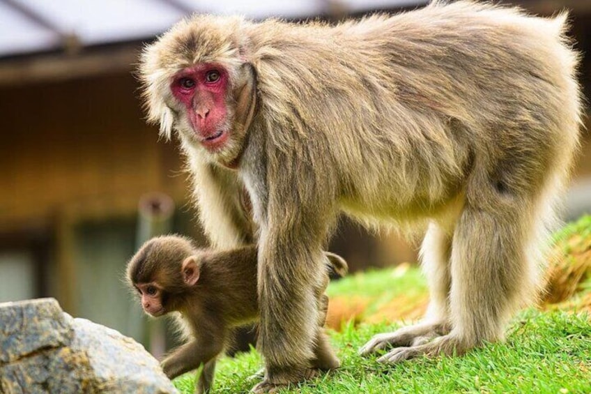 Monkey Park
