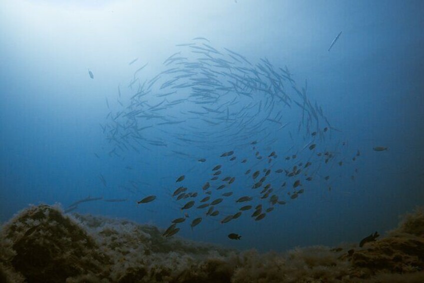 Scuba Diving in Fuerteventura