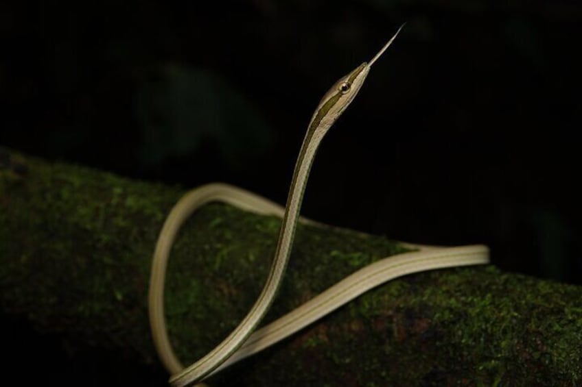 3-Day Jungle Adventure from / to Tena - Napo Amazon Region