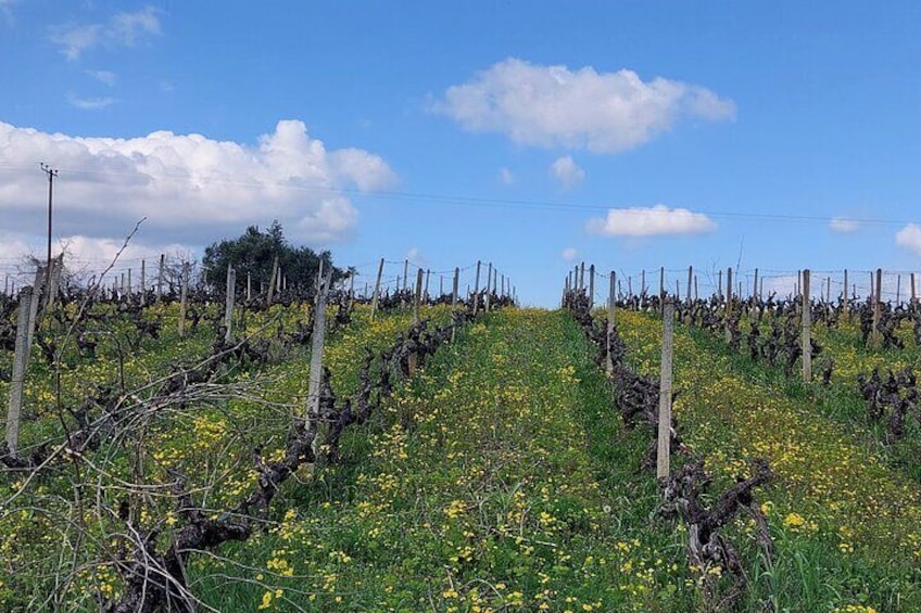 Vineyard in Naoussa