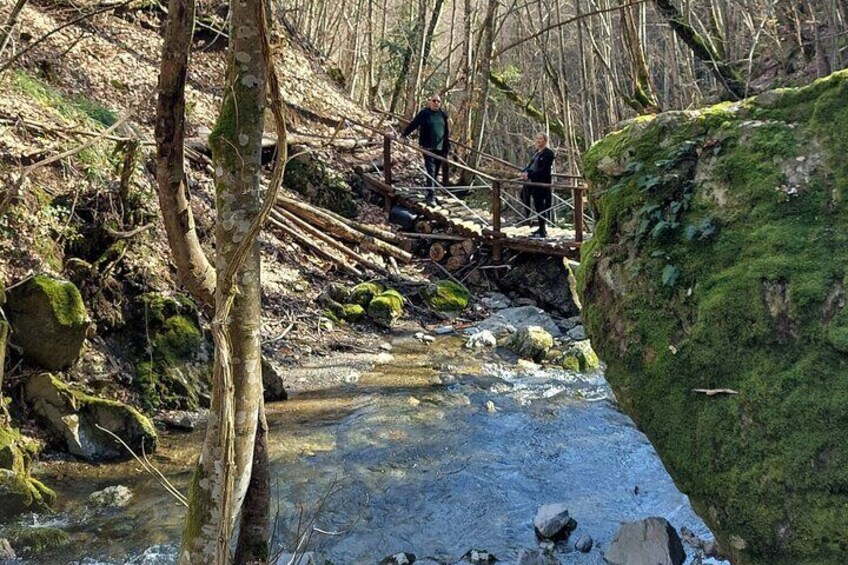 Forest of Naoussa