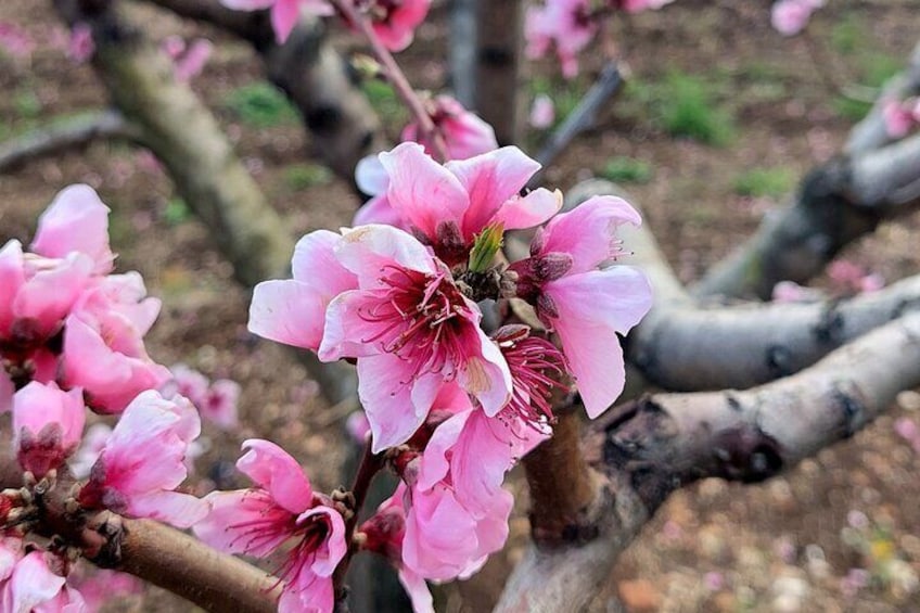 Blooming Cherry & Peach Trees of Naoussa