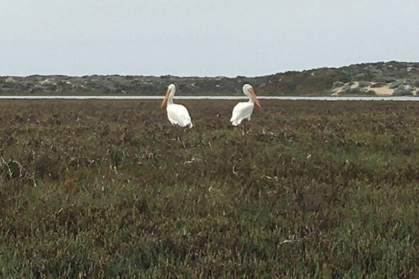 3-Hour Kayaking and Hiking in California’s Central Coast