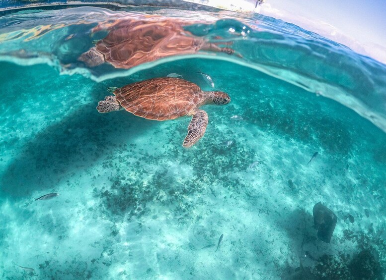 Picture 4 for Activity From Playa del Carmen: Cenote and Swimming with Sea Turtles