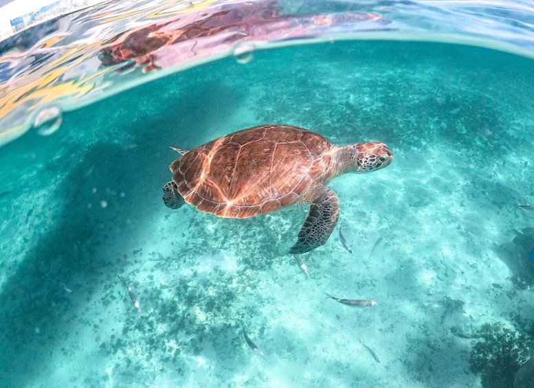 From Playa del Carmen: Cenote and Swimming with Sea Turtles