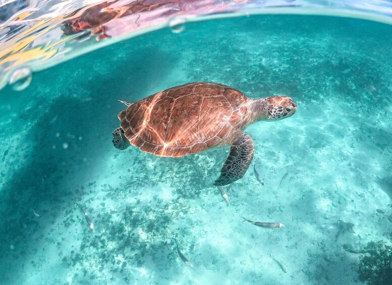 From Playa del Carmen: Cenote and Swimming with Sea Turtles