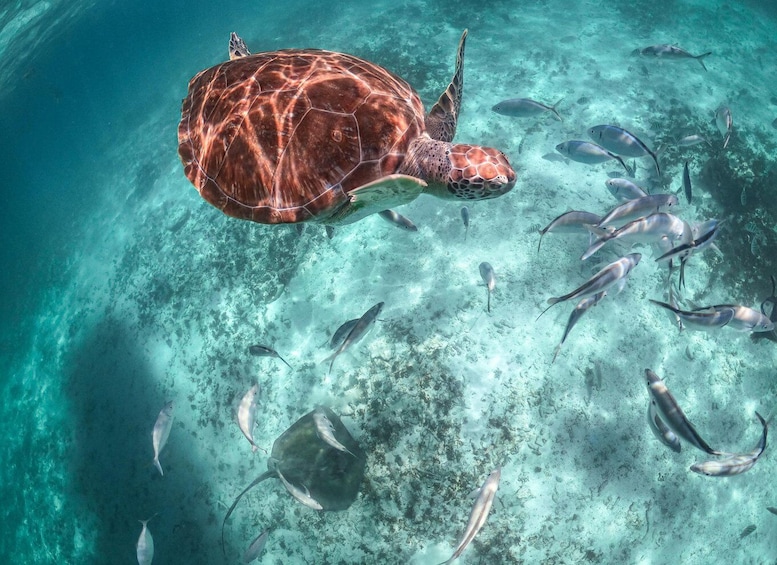 Picture 3 for Activity From Playa del Carmen: Cenote and Swimming with Sea Turtles