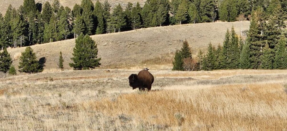 Picture 13 for Activity Gardiner: Yellowstone National Park Half Day Guided Hike