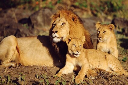 Desde Nairobi: nivel de comodidad del safari privado de 3 días en Masai Mar...