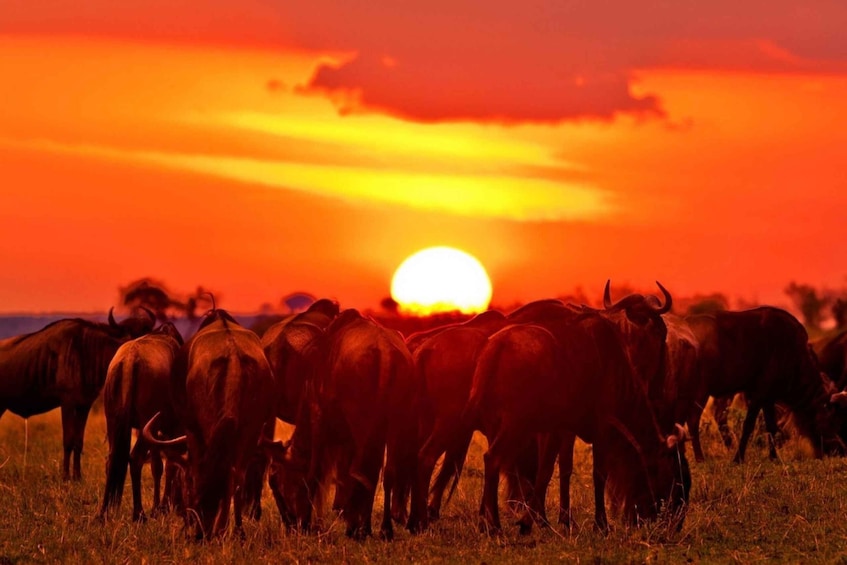Picture 8 for Activity From Nairobi: 3-Day Masai Mara Private Safari