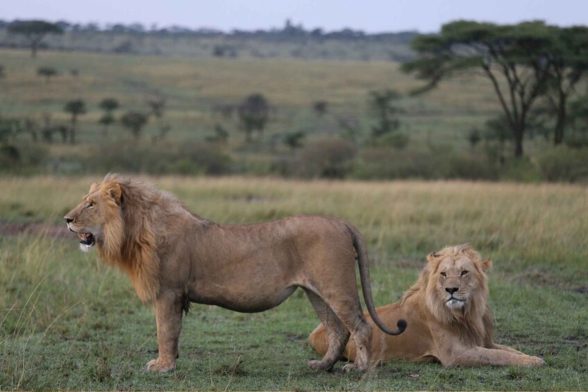 Picture 5 for Activity From Nairobi: 3-Day Masai Mara Private Safari comfort level