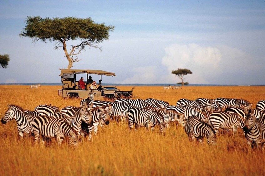 Picture 3 for Activity From Nairobi: 3-Day Masai Mara Private Safari comfort level