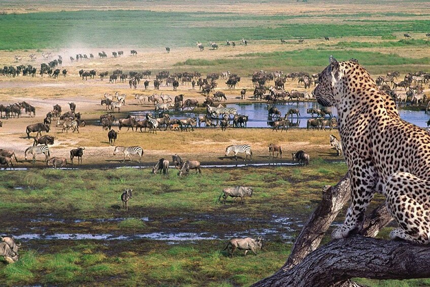 Picture 2 for Activity From Nairobi: 3-Day Masai Mara Private Safari comfort level