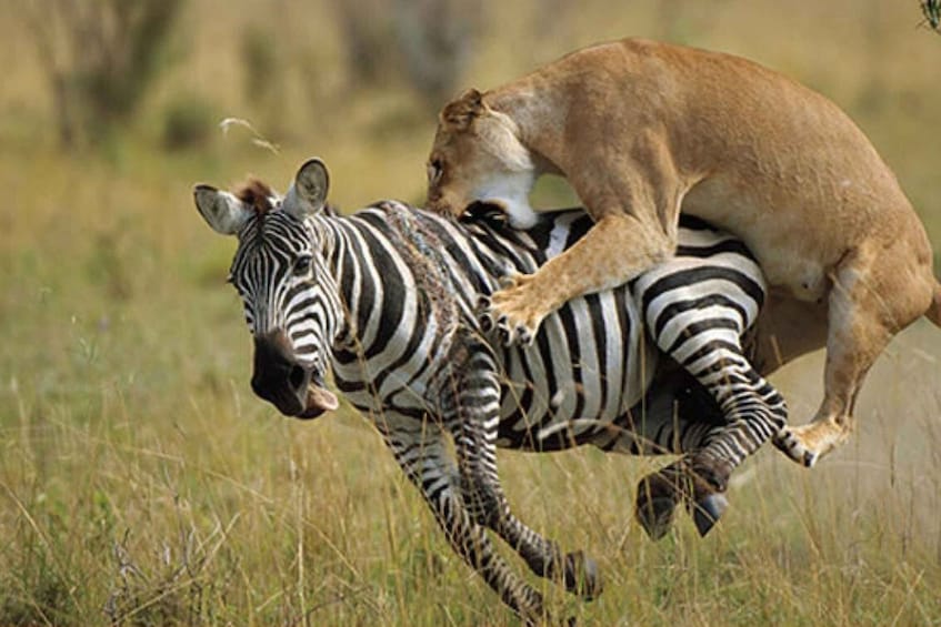 Picture 7 for Activity From Nairobi: 3-Day Masai Mara Private Safari