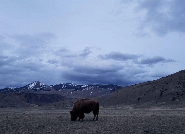 Picture 1 for Activity Gardiner: Yellowstone National Park Wildlife Guided Tour