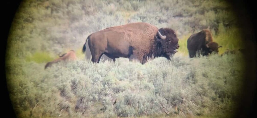 Picture 17 for Activity Gardiner: Yellowstone National Park Wildlife Guided Tour