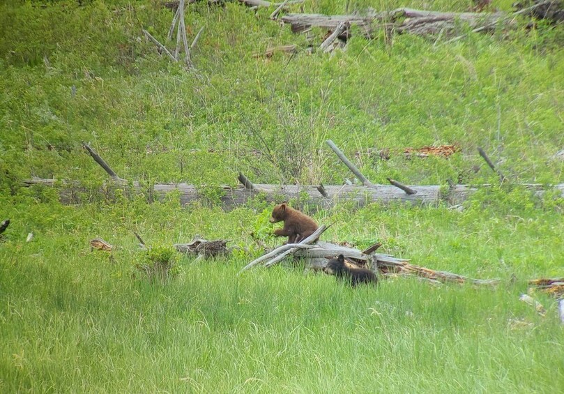 Picture 23 for Activity Gardiner: Yellowstone National Park Wildlife Guided Tour