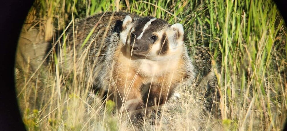 Picture 24 for Activity Gardiner: Yellowstone National Park Wildlife Guided Tour