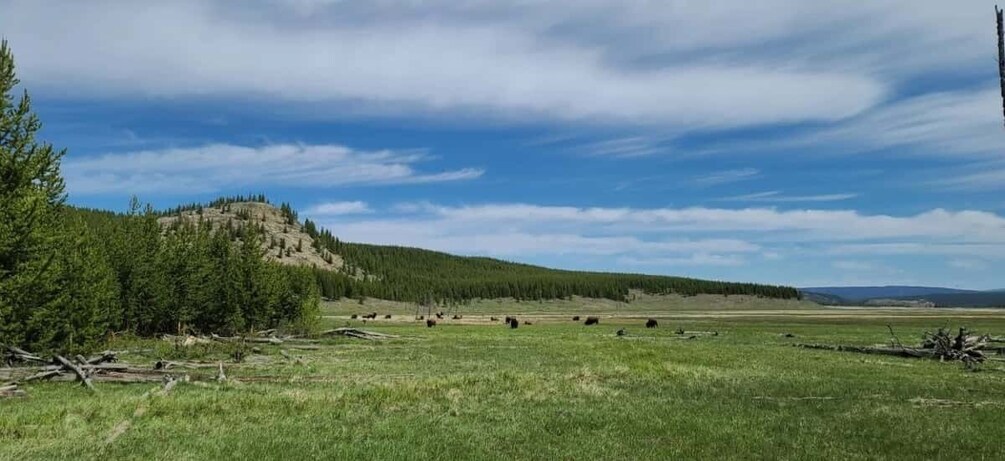 Picture 18 for Activity Gardiner: Yellowstone National Park Wildlife Guided Tour