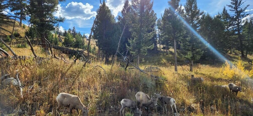 Picture 11 for Activity Gardiner: Yellowstone National Park Wildlife Guided Tour