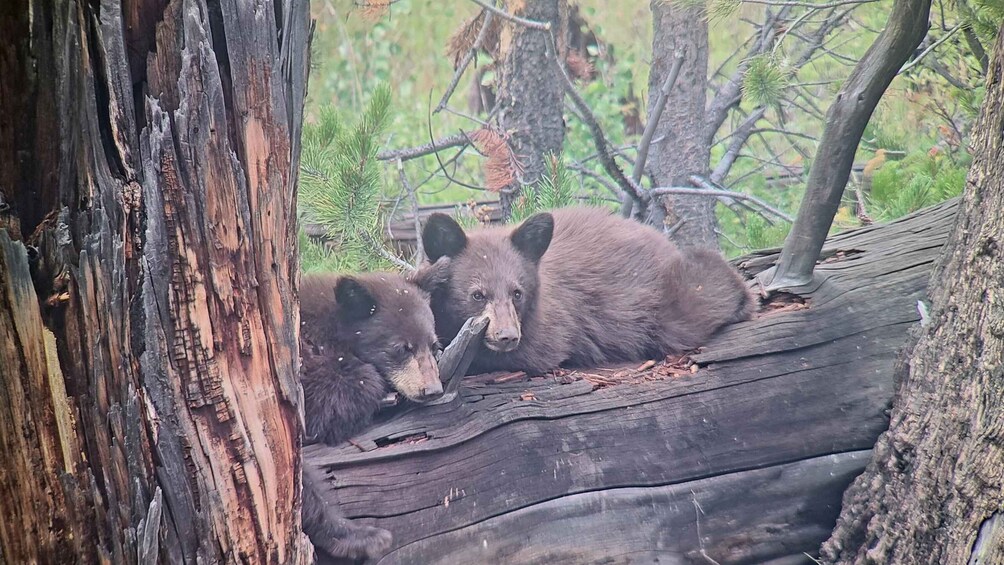 Picture 23 for Activity Gardiner: Yellowstone National Park Wildlife Guided Tour