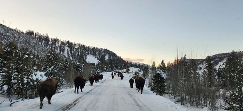 Gardiner: Geführte Tour durch die Tierwelt des Yellowstone National Park