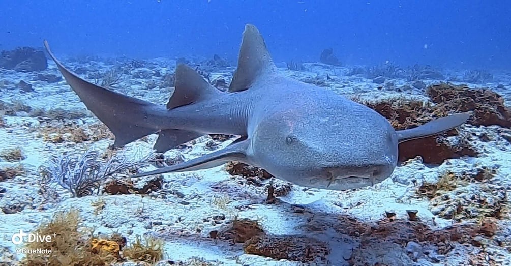 Picture 6 for Activity 2 Tank Morning Cozumel Dives for Certified Divers