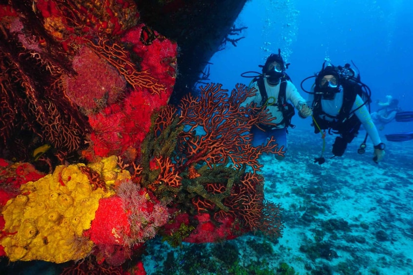 Picture 2 for Activity 2 Tank Morning Cozumel Dives for Certified Divers