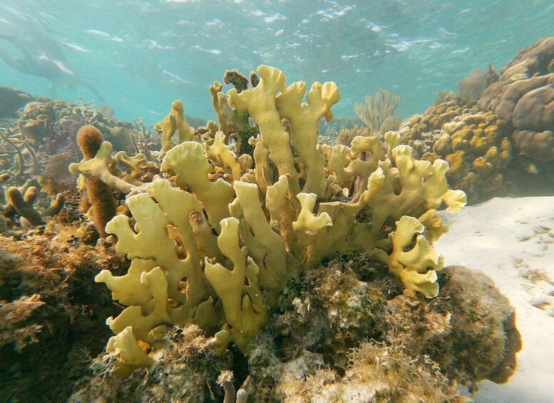 Picture 3 for Activity Caye Caulker: Local Reef Half-Day 3-Stop Snorkeling Tour