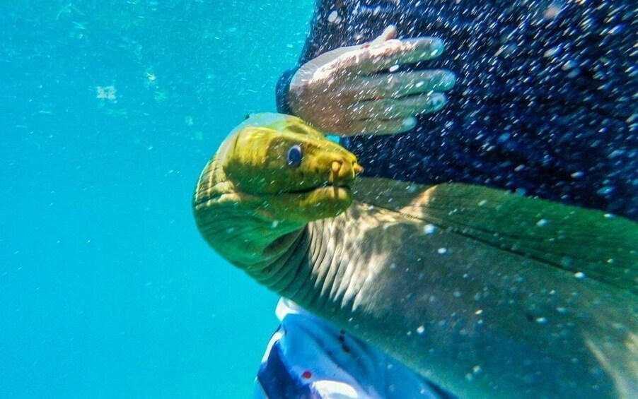 Caye Caulker: Local Reef Half-Day 3-Stop Snorkeling Tour