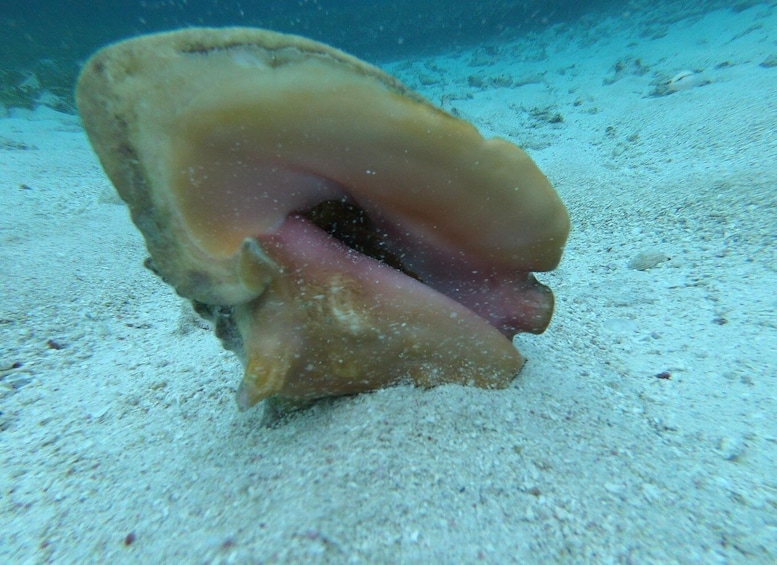 Picture 5 for Activity Caye Caulker: Local Reef Half-Day 3-Stop Snorkeling Tour