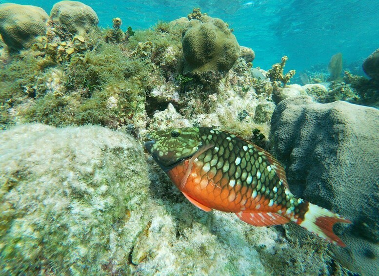 Picture 4 for Activity Caye Caulker: Local Reef Half-Day 3-Stop Snorkeling Tour