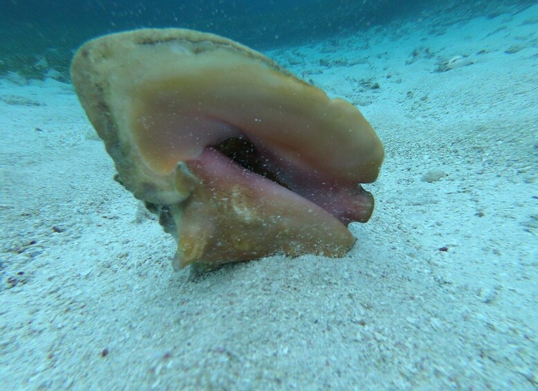 Picture 5 for Activity Caye Caulker: Local Reef Half-Day 3-Stop Snorkeling Tour